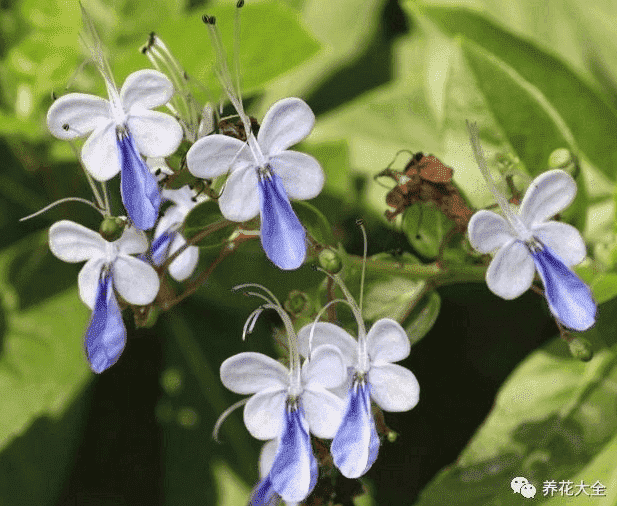 蝴蝶花