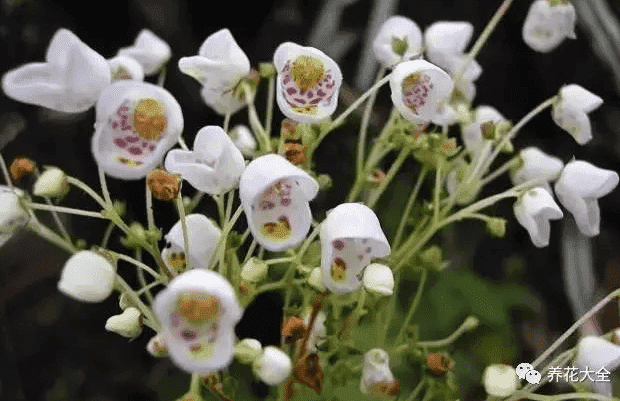 荷包花科茶杯花屬