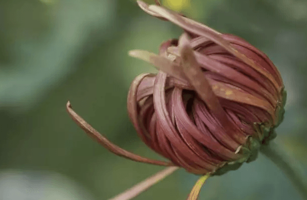 菊花不開(kāi)花