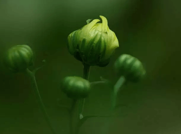 菊花不開(kāi)花