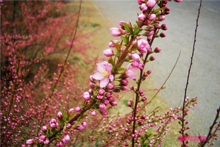 粉花麥李