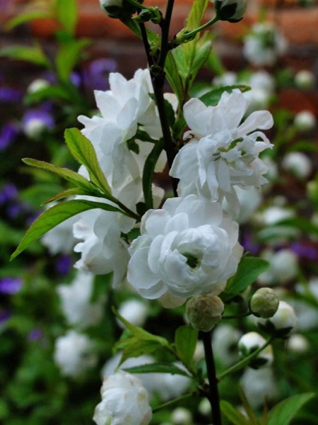 白花重瓣麥李