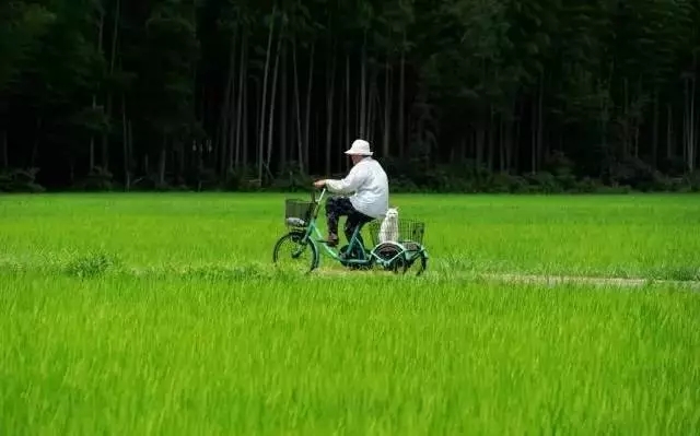 春天來了， 騎單車帶你去看看田野。