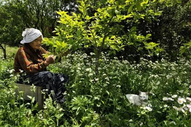 它們的故事里， 不只有奶奶和福丸。 她們走過的每一條路， 一起乘過涼每一棵樹、 還有一起摘過的果實， 都是他們故事的一部分。