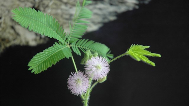 含羞草怎么養(yǎng)