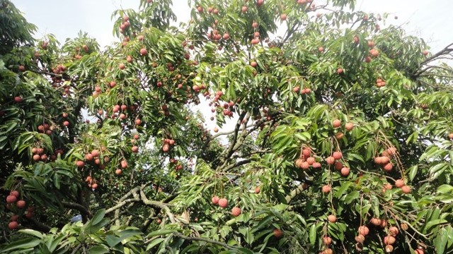 荔枝樹怎么種