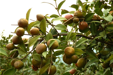 油茶樹(shù)