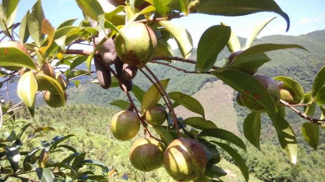 油茶樹(shù)適合哪種種植