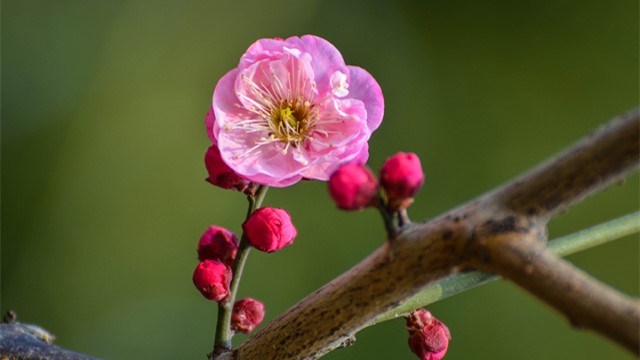 紅梅花怎么養(yǎng)