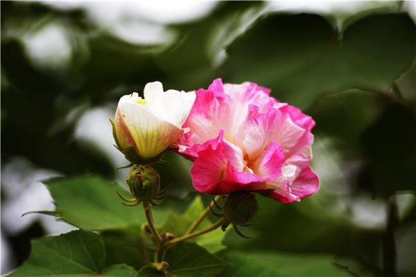 盆栽芙蓉花的養(yǎng)殖方法