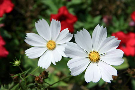 格桑花圖片