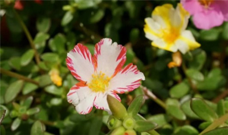 太陽(yáng)花