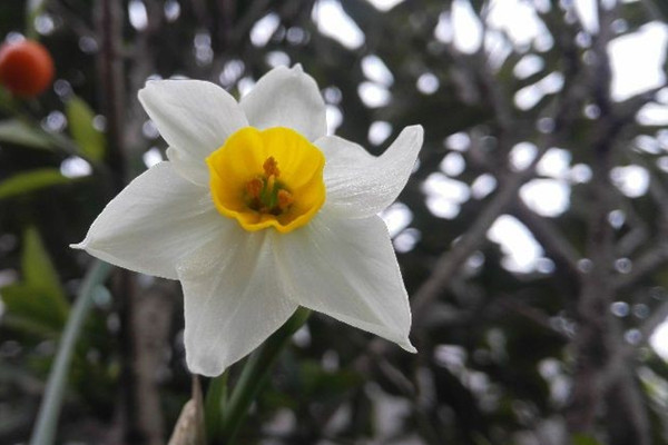 水仙花水養(yǎng)怎么選盆