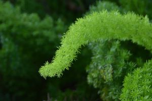 那些疑似來(lái)自非洲的花花