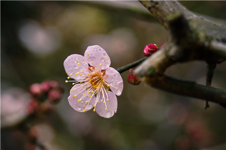 梅花