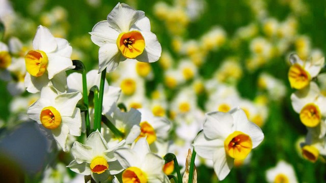 水仙花怎么會養(yǎng)好