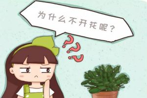 梔子君子蘭……3年不開花？不做這1點，別想開花！