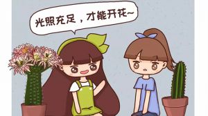 他家的仙人球開花100朵，你家的還在裝死？到底為啥？