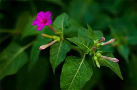 紫茉莉