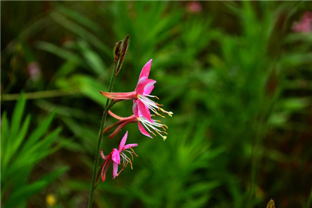 紫葉千鳥(niǎo)花