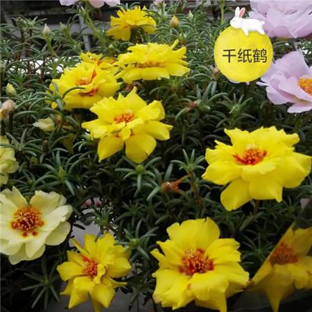 太陽(yáng)花