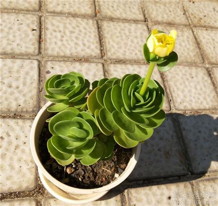 金錢木開花會死嗎