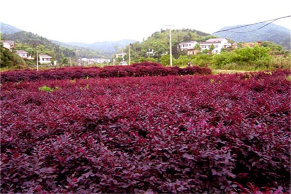 紅花繼木有哪些品種