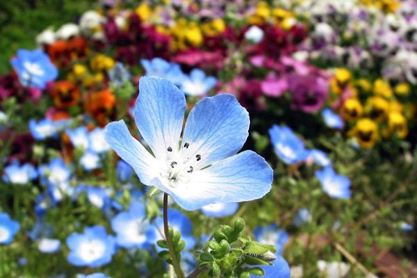 幌菊什么時(shí)候開花