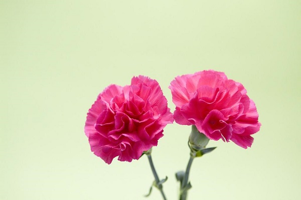 怎么讓康乃馨快速開(kāi)花