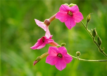 花煙草開花的時(shí)間