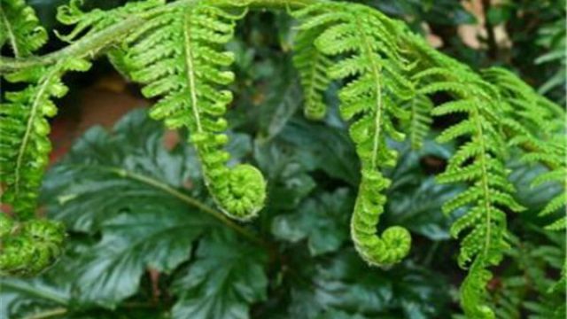 觀賞蕨類(lèi)植物都有哪些