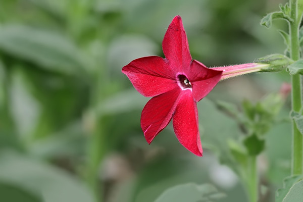 花煙草什么時(shí)候開花