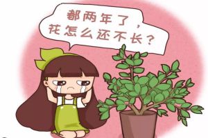 多肉君子蘭…長(zhǎng)太慢？隨手撒點(diǎn)它，立馬瘋長(zhǎng)爆盆！