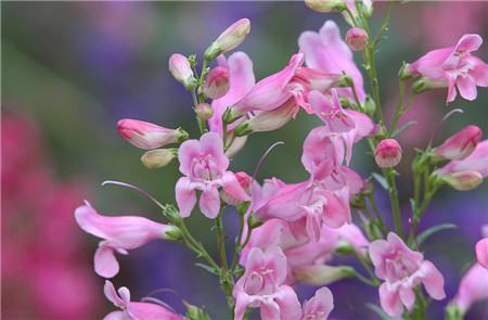 釣鐘柳開花欣賞