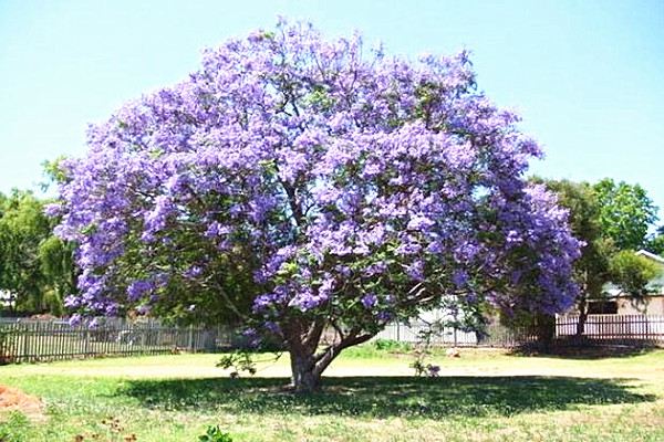 藍(lán)花楹的價(jià)值有哪些