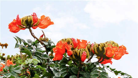 火焰樹(shù)開(kāi)花圖片欣賞