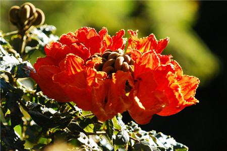 火焰樹(shù)開(kāi)花圖片欣賞