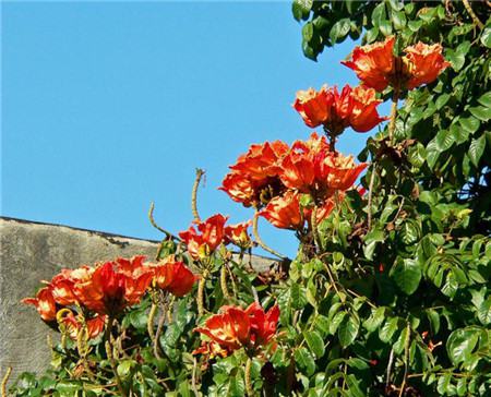 火焰樹(shù)開(kāi)花圖片欣賞