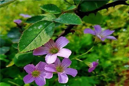 花苞蹭蹭竄