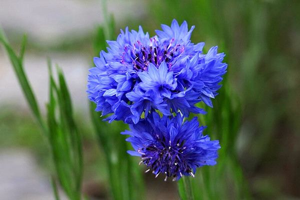 矢車菊什么時候開花