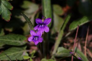 紫花地丁什么時(shí)候開花