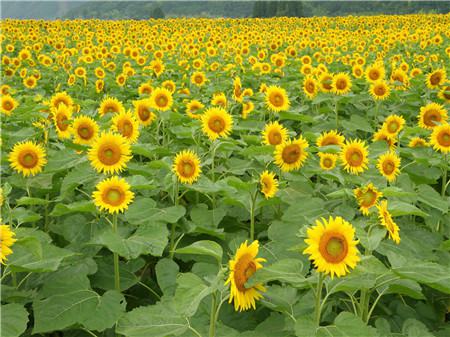 向日葵什么時候開花