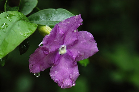 雙色茉莉開花圖片欣賞