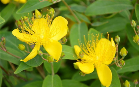 金絲梅的花朵形態(tài)