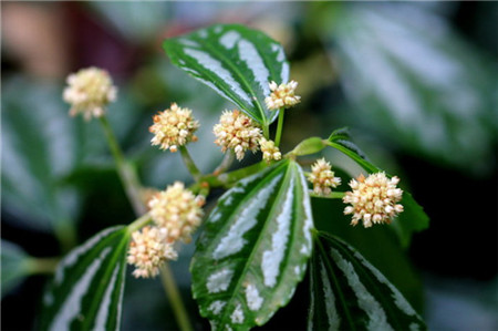 冷水花什么時候開花