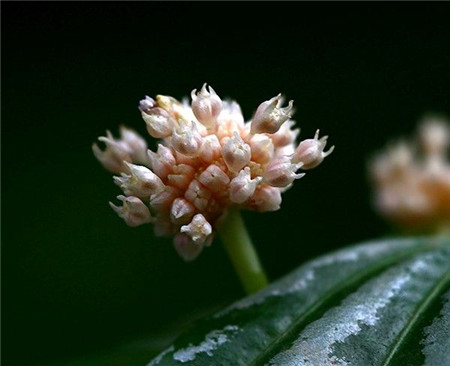 冷水花開花圖片