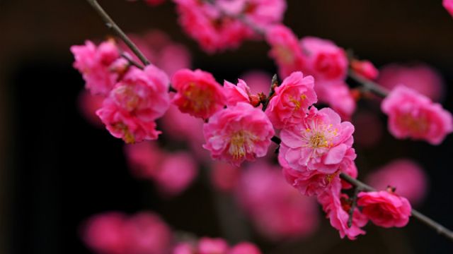 冬季開(kāi)花的植物有哪些