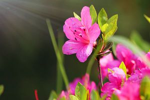 如何延長(zhǎng)杜鵑花的花期