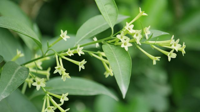 夜來(lái)香為什么晚上開花