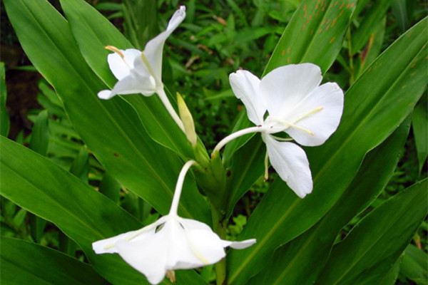 姜花什么時(shí)候開(kāi)花